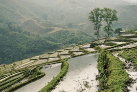 VOYAGE EN ASIE : RISQUE DE CONTRACTER LE VIRUS DE L'ENCÉPHALITE JAPONAISE (VEJ)